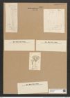 Licmophora oedipus f. elongata V.H. (de-Toni-Nr.: Genus 86, Species 2958) Zeichnungen Sammlung Grunow Nr. 5997 (NHMW-BOT-W0374487)